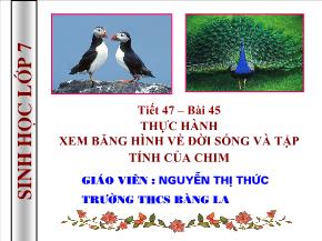 Tiết 47, Bài 45: Thực hành xem băng hình về đời sống và tập tính của chim - Nguyễn Thị Thức